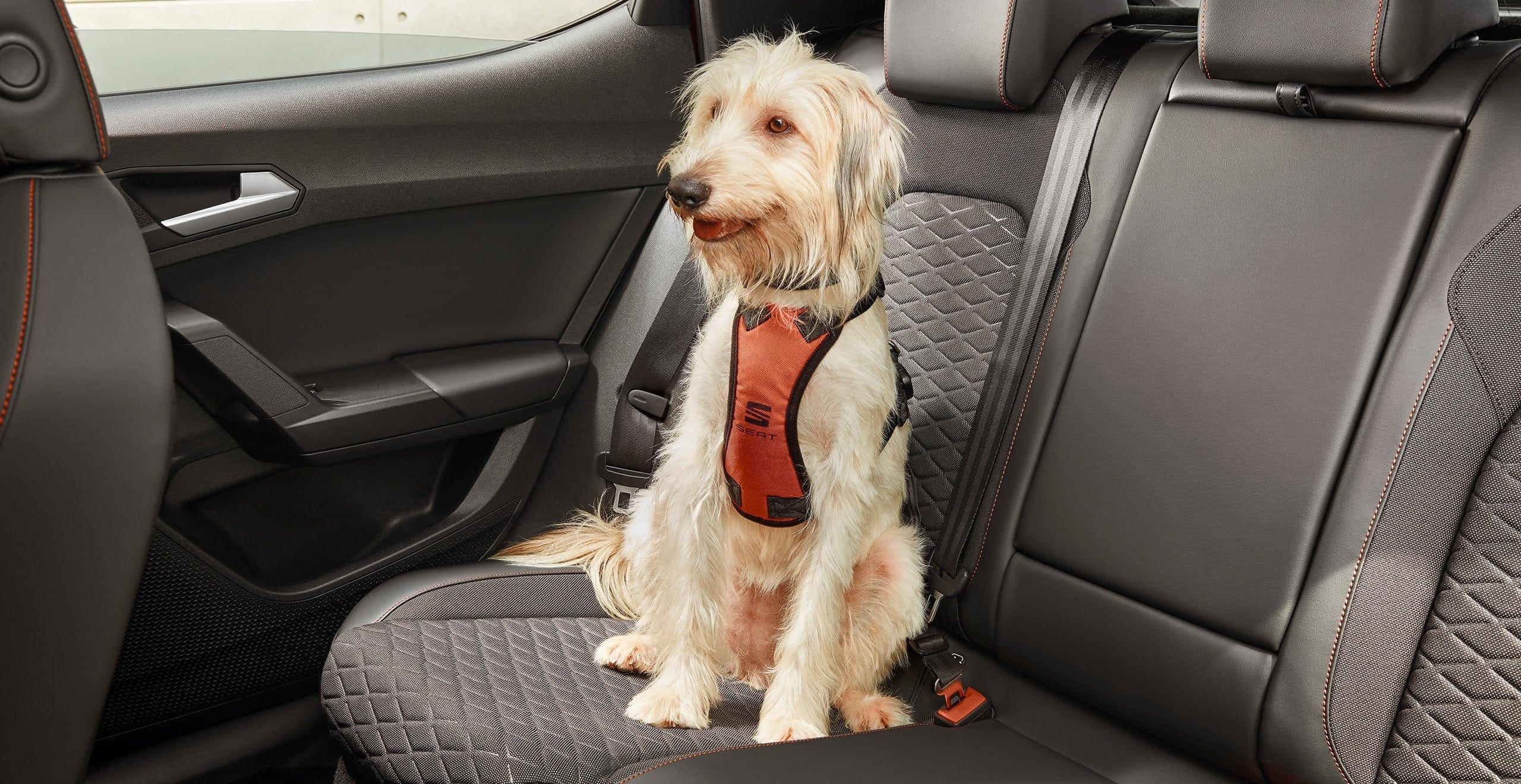 accessoires voiture nouvelle leon sportstourer harnais de sécurité pour chien